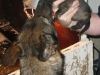 Bayca + Pup I nest